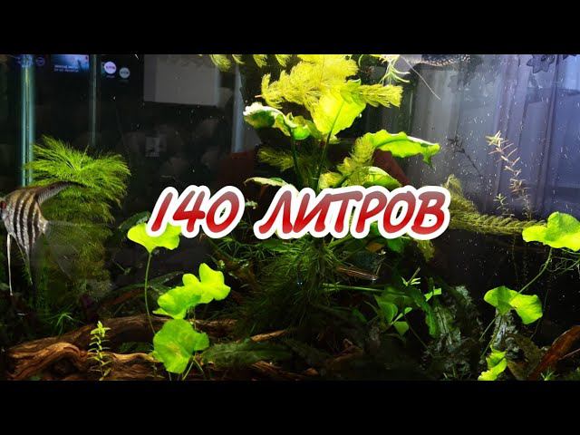 АКВАРИУМ 140 ЛИТРОВ смотреть онлайн
