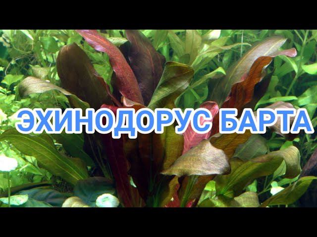 ЭХИНОДОРУС БАРТА. СОДЕРЖАНИЕ В АКВАРИУМЕ