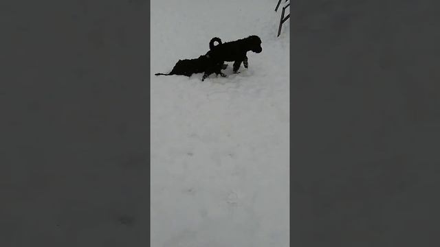 VID 20151224 153606 смотреть онлайн