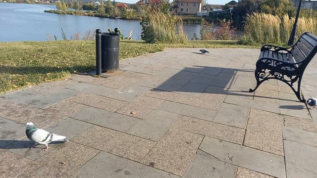 Колокольный перезвон