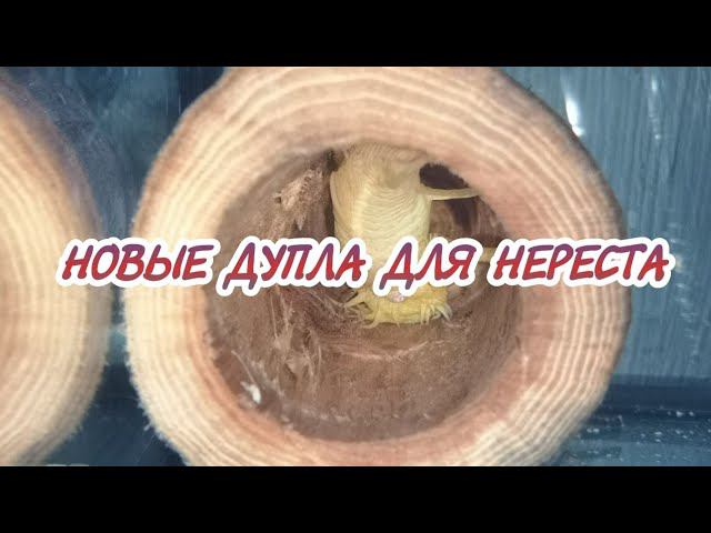 СДЕЛАЛ НОВЫЕ ДУПЛА ДЛЯ НЕРЕСТА АНЦИСТРУСОВ смотреть онлайн