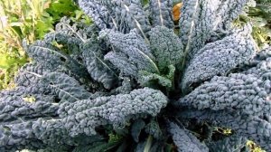 Рассадный способ выращивания Листовой капусты ( Кале ), сорт Ночи Тосканы.