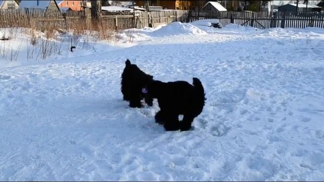 Пуллер смотреть онлайн