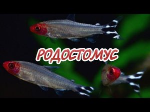 РОДОСТОМУС ИЛИ КРАСНОНОСАЯ ТЕТРА. СОДЕРЖАНИЕ , КОРМЛЕНИЕ И РАЗМНОЖЕНИЕ.