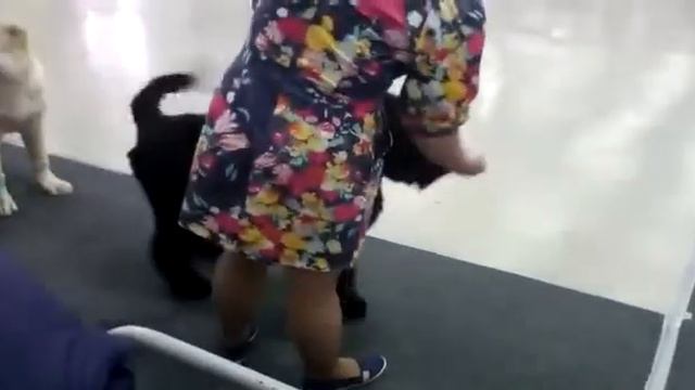 WhatsApp Video 2019 06 02 at 14 13 12 смотреть онлайн