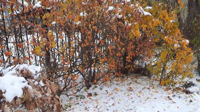 Анонс на 9900! "Дуб ты мой опавший, дуб заледенелый!" смотреть онлайн