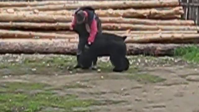 РЧТ Мелодия Весны Вооружен и опасен смотреть онлайн