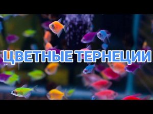 ЦВЕТНЫЕ ТЕРНЕЦИИ. СОДЕРЖАНИЕ И РАЗВЕДЕНИЕ