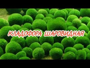 КЛАДОФОРА ШАРОВИДНАЯ. СОДЕРЖАНИЕ В АКВАРИУМЕ.