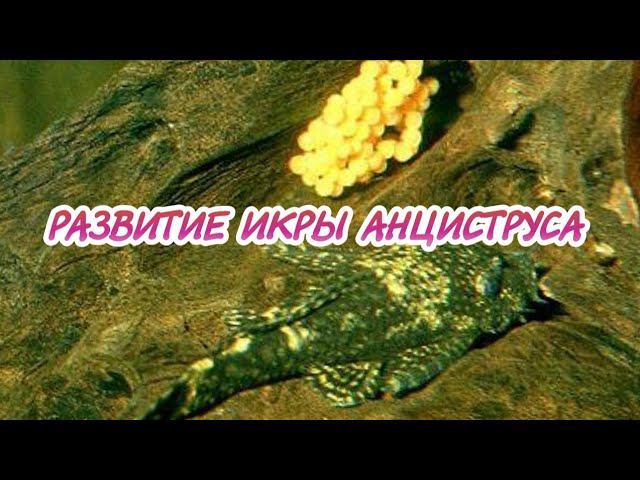 РАЗВИТИЕ ИКРЫ АНЦИСТРУСА ЗА 8 ДНЕЙ. смотреть онлайн