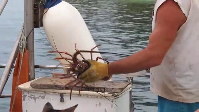 San Blas Panama - Lobster смотреть онлайн