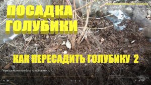 Посадка голубики.Пересаживаем голубику садовую