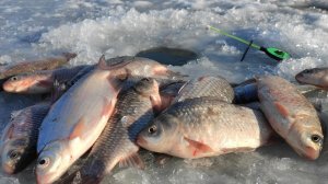 КАРАСИ ПОДНИМАЮТ КИВКИ!! Зимняя Рыбалка по Последнему Льду