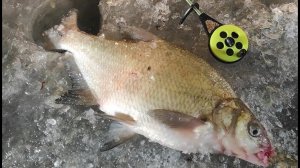 Зимняя рыбалка  - ВЫВАЖИВАНИЕ КРУПНОГО ЛЕЩА НА ТОНКУЮ ЛЕСКУ