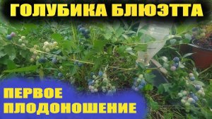 Голубика садовая высокорослая сорта.Голубика Блюэтта