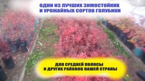 Сорта голубики для средней полосы с хорошей морозостойкостью