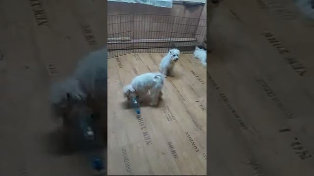 VID 20151011 165311 смотреть онлайн