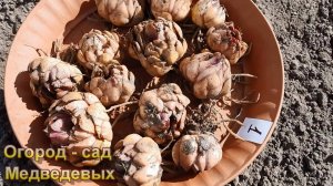 Осенняя посадка лилий - важные правила