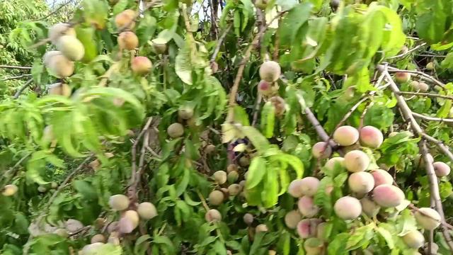 Жизнь на Кубани 🍇🐔🏡 Повидло под ногами😍 Киви вроде есть а вроде и нет😎 Поставили домашнее вино смотреть онлайн