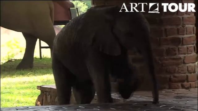 Elephants Of Mfuwe Lodge Zambia