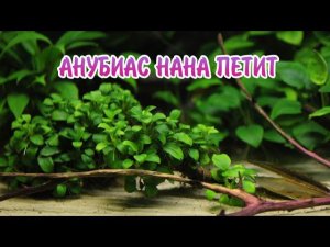 АНУБИАС НАНА ПЕТИТ. СОДЕРЖАНИЕ И РАЗВЕДЕНИЕ В АКВАРИУМЕ