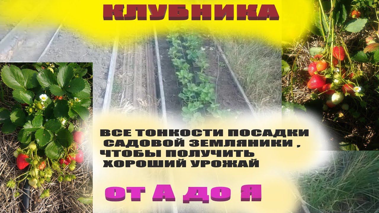 Посадка клубники осенью в открытый грунт.Все тонкости и нюансы от А до Я смотреть онлайн