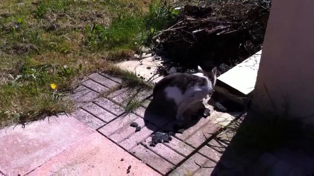 Cat eating coal смотреть онлайн