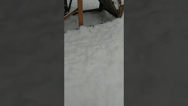 VID 20151224 154134 смотреть онлайн