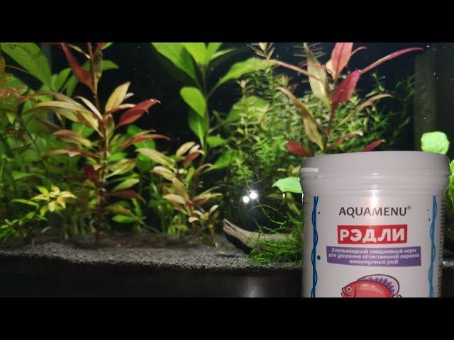 ТЕСТ И ОБЗОР СУХОГО КОРМА АКВАМЕНЮ РЭДЛИ смотреть онлайн