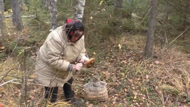 В далёкие ДИКИЕ места ЗА БЕЛЫМИ ГРИБАМИ! Опять норма ПОЛНАЯ КОРЗИНА смотреть онлайн