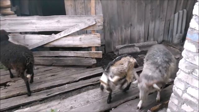 Козленок бодает овец и барана прогоняет со двора смотреть онлайн