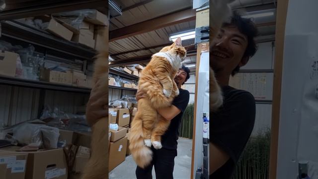 Когда пришли гости и ты выносишь показать своего кота смотреть онлайн