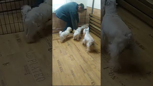 VID 20151011 164907 смотреть онлайн
