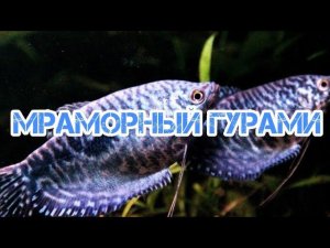 МРАМОРНЫЙ ГУРАМИ. СОДЕРЖАНИЕ И РАЗВЕДЕНИЕ В АКВАРИУМЕ