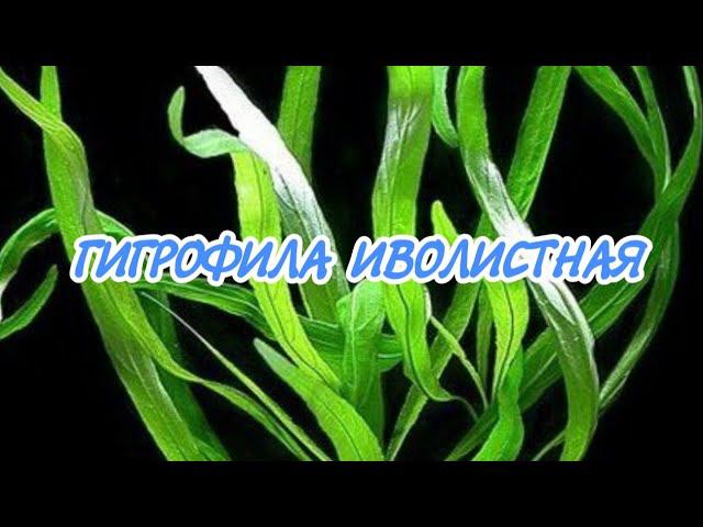 ГИГРОФИЛА ИВОЛИСТНАЯ. СОДЕРЖАНИЕ В АКВАРИУМЕ. смотреть онлайн