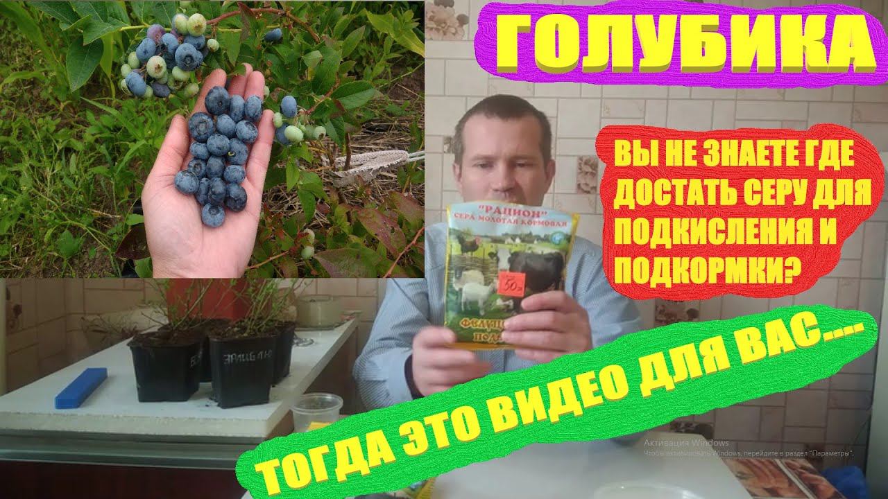 ГОЛУБИКА ПОСАДКА И УХОД. Сера как подкормка для голубики и подкислитель почвы,где её найти смотреть онлайн