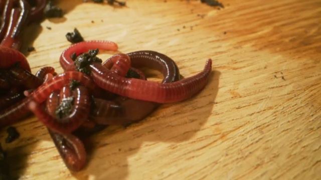 Почему дождевые черви выползают после дождя наружу?