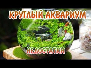 ПОЧЕМУ НЕ СТОИТ ЗАВОДИТЬ КРУГЛЫЙ АКВАРИУМ ?!