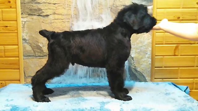 VID 20151211 221309 смотреть онлайн