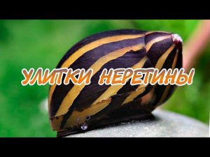 УЛИТКИ НЕРЕТИНЫ. СОДЕРЖАНИЕ В АКВАРИУМЕ.