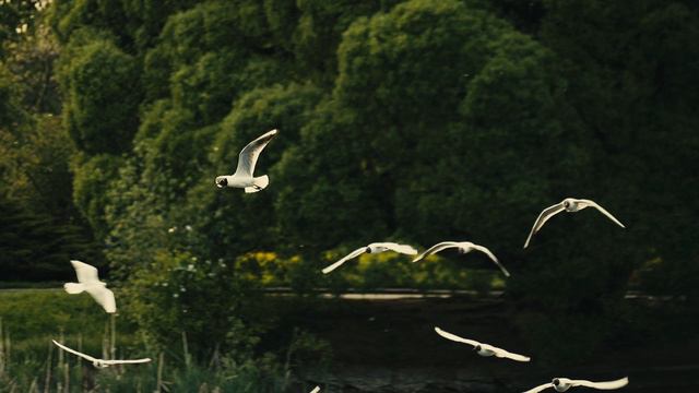 Ботанический сад, Москва (Sony FX30 + TAMRON 18-300mm F / 3.5-6.3 Di III-A VC VXD)