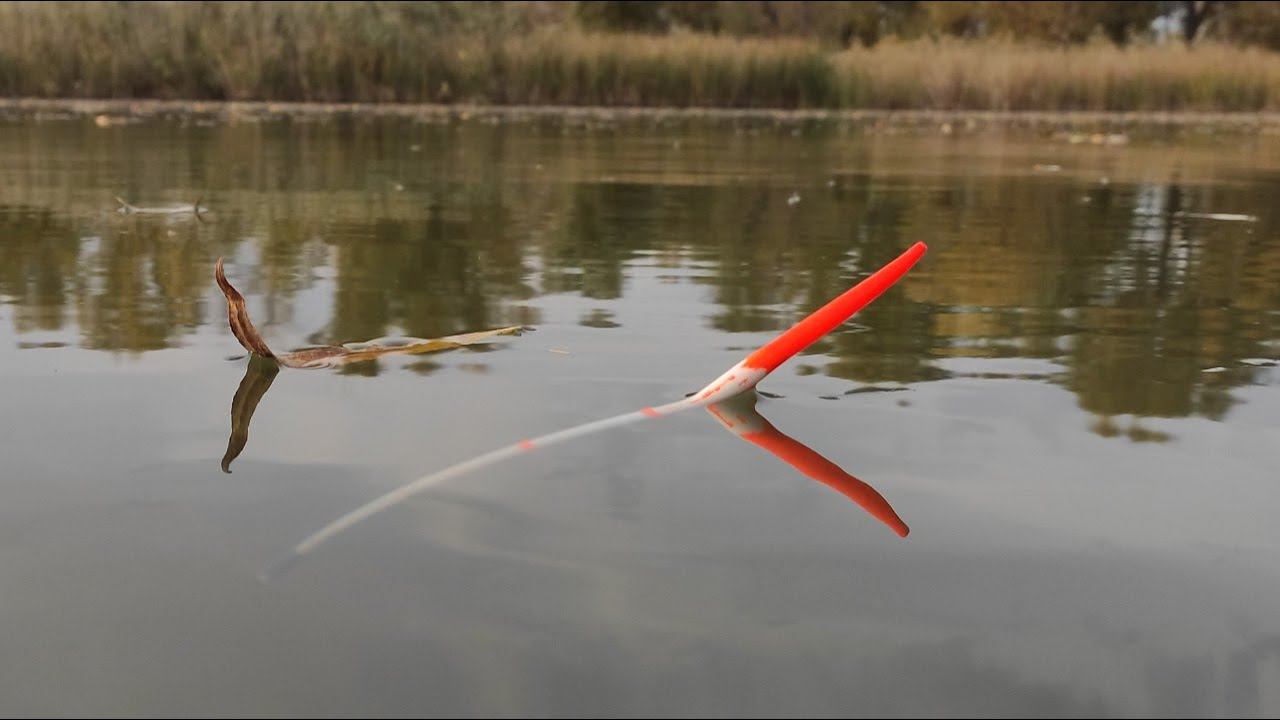 Вечерний клев на поплавок - КАРП, крупный ОКУНЬ!! Рыбалка осенью на пруду смотреть онлайн