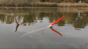 Вечерний клев на поплавок - КАРП, крупный ОКУНЬ!! Рыбалка осенью на пруду