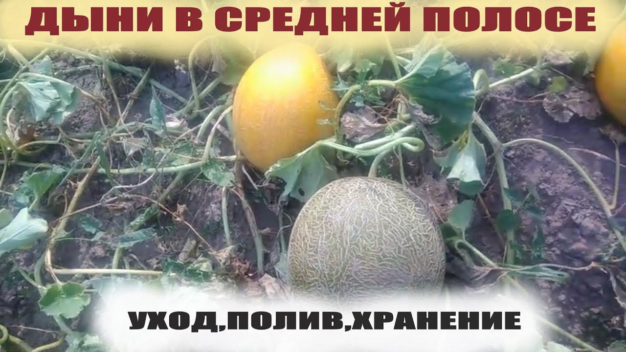 Как поливать дыни во время налива,обрезать,хранить.Немного об ошибках из своего опыта смотреть онлайн