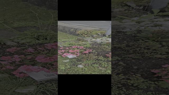Нашёл камеру на земле Норвегии смотреть онлайн