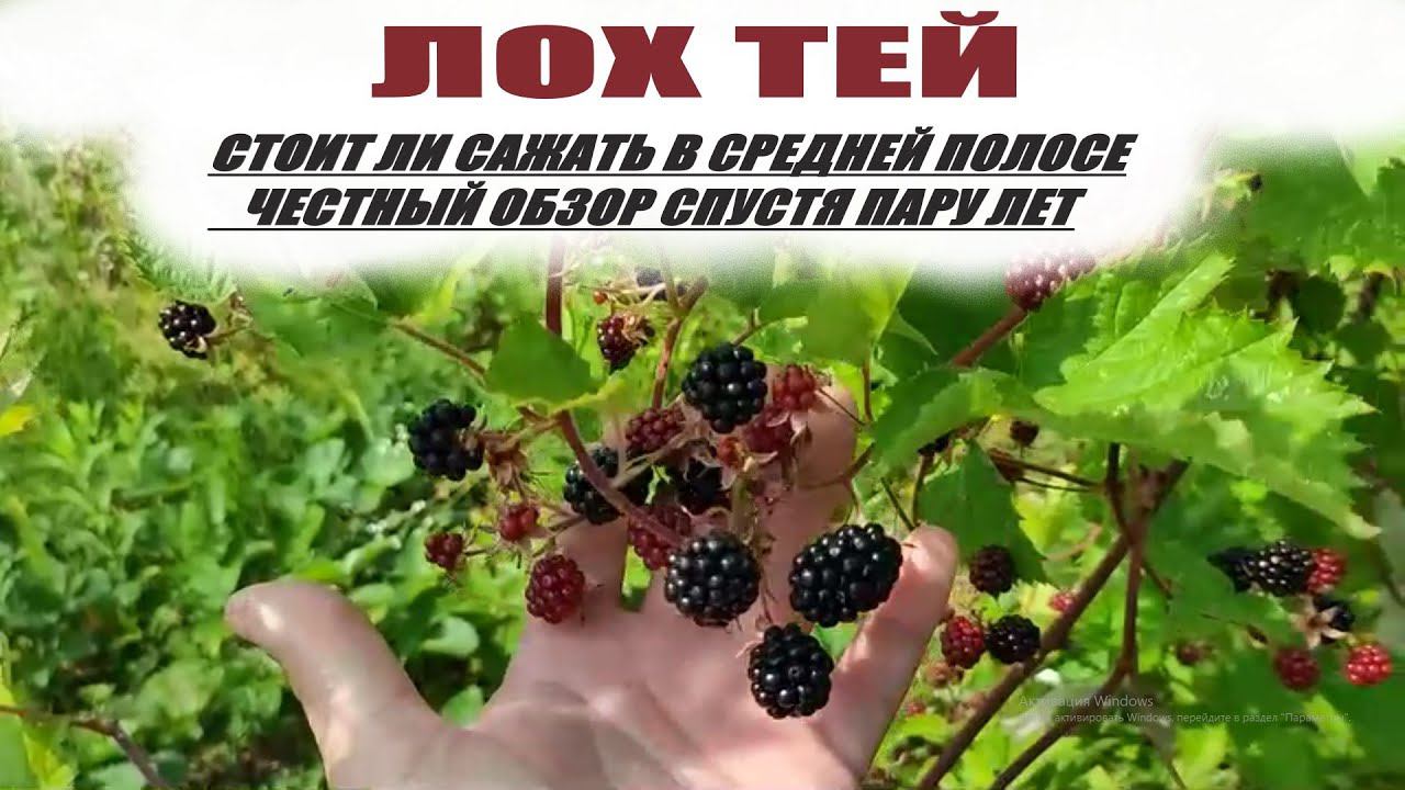 Ежевика лох тей в средней полосе Плюсы и минусы данного сорта смотреть онлайн