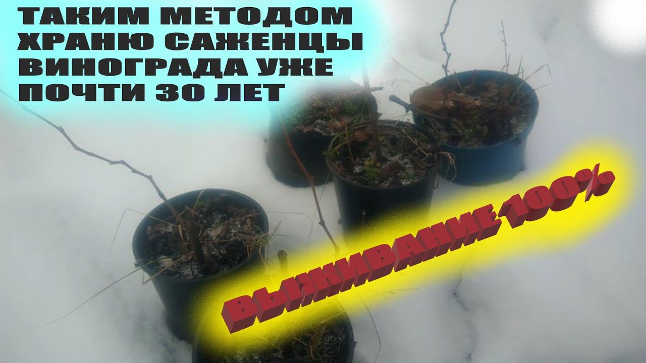 Как хранить саженцы винограда зимой.Этот метод еще ни разу не подводил! смотреть онлайн