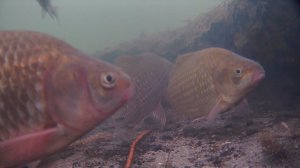 Что делает КРУПНЫЙ КАРАСЬ ЗИМОЙ на реке!! Подводная съёмка на рыбалке