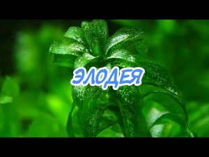 ЭЛОДЕЯ. СОДЕРЖАНИЕ В АКВАРИУМЕ.