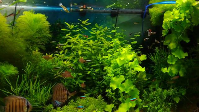 Мой травничек. 360 л. смотреть онлайн